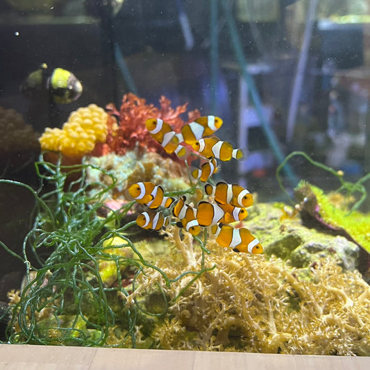 カクレクマノミ幼魚　（アクアスペースダイアリー  沖縄直送便）