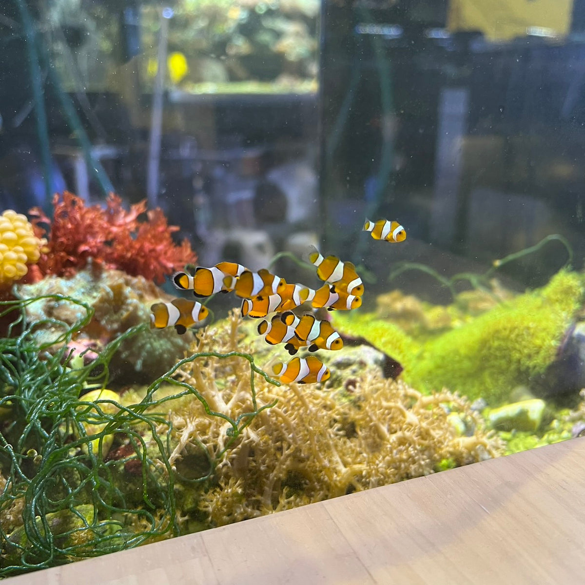 カクレクマノミ幼魚　（アクアスペースダイアリー  沖縄直送便）