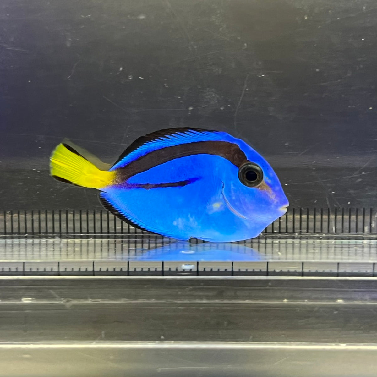 ナンヨウハギ