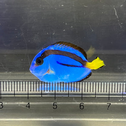 ナンヨウハギ