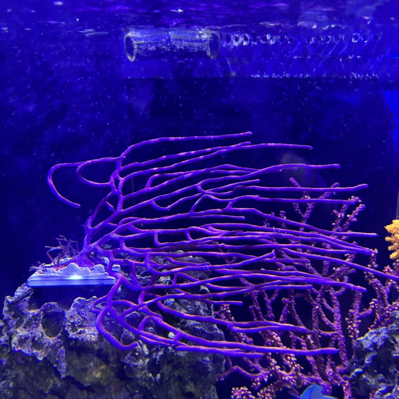 ヤギSP　03