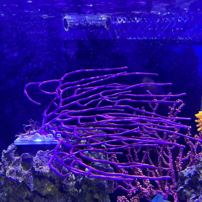 ヤギSP　03