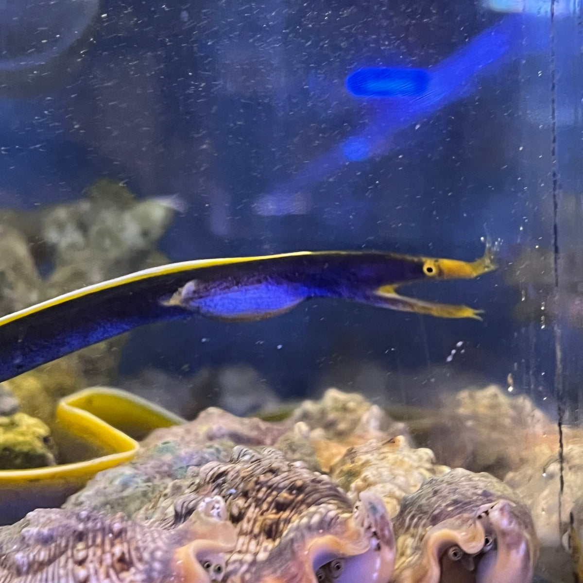 ハナヒゲウツボブラック