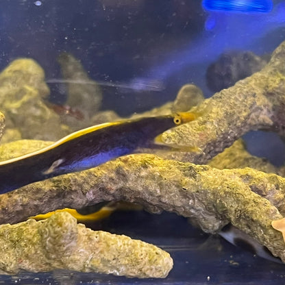 ハナヒゲウツボブラック