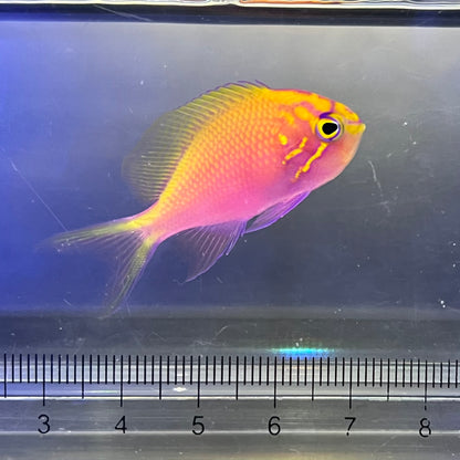 ハナゴンベ