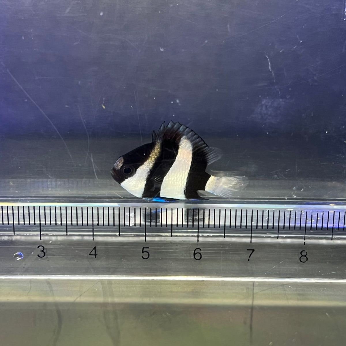 ミスジリュウキュウスズメダイ