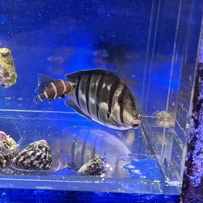シマハギ