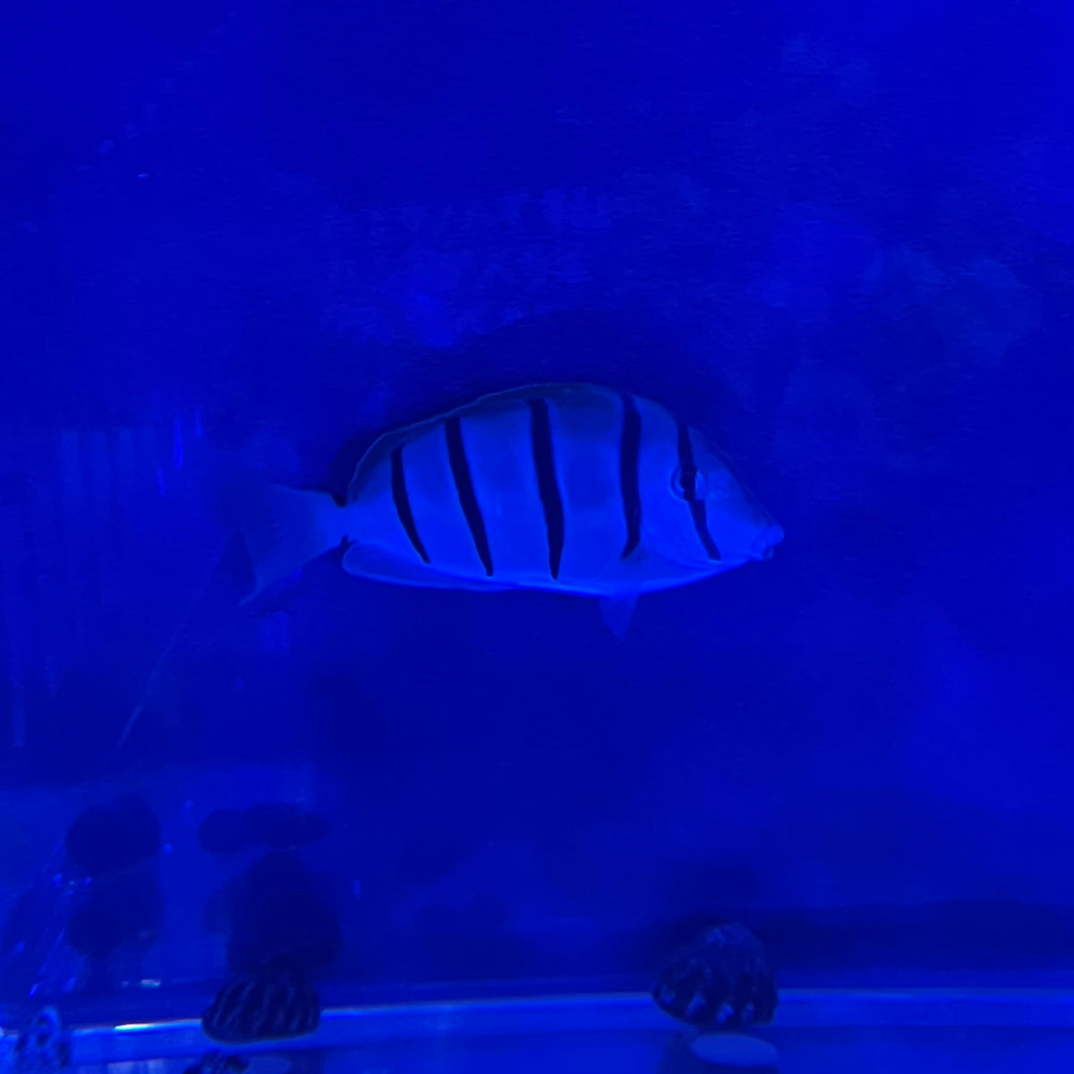 シマハギ