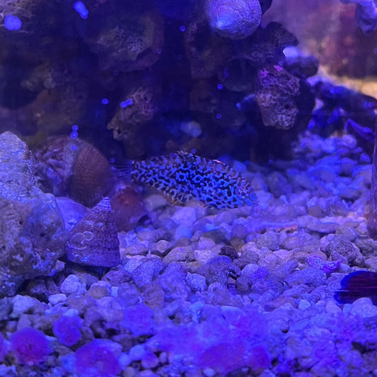 ノドグロベラ