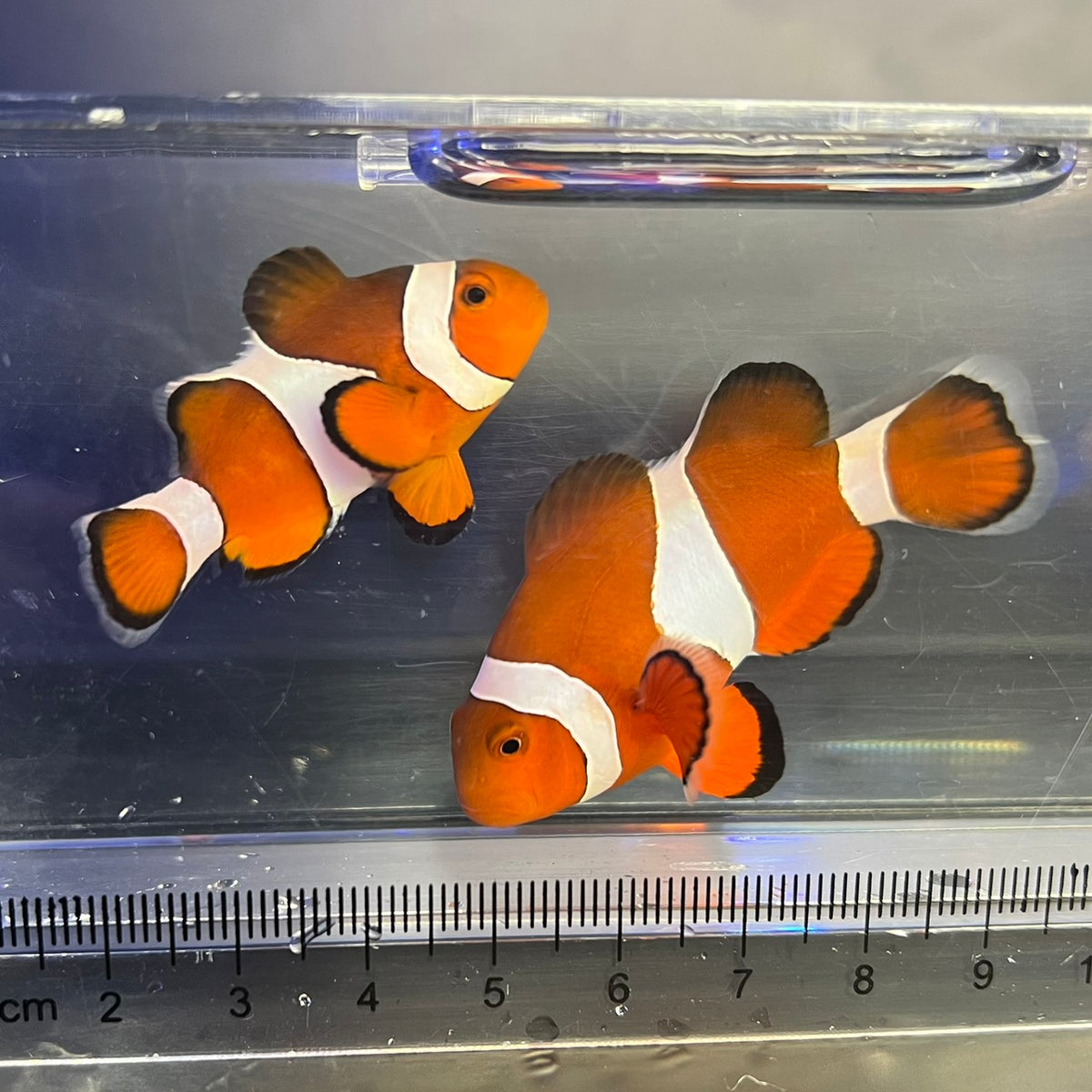 カクレクマノミ　セブ　ペア