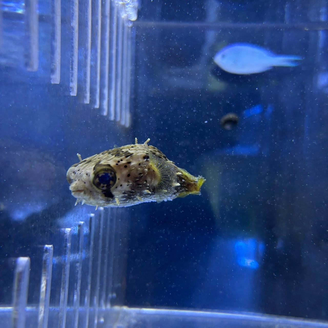 ハリセンボン