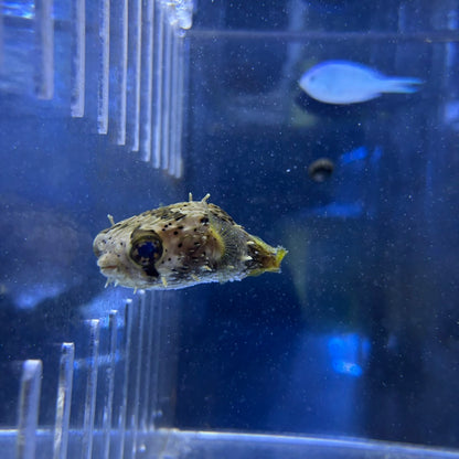 ハリセンボン