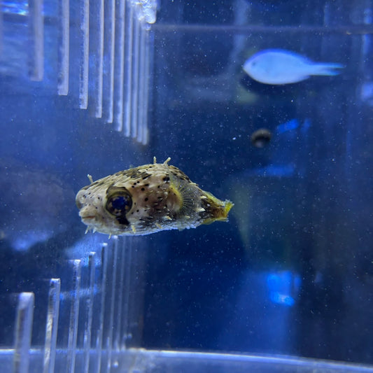 ハリセンボン