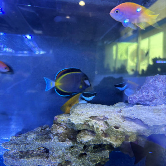ナミダクロハギ