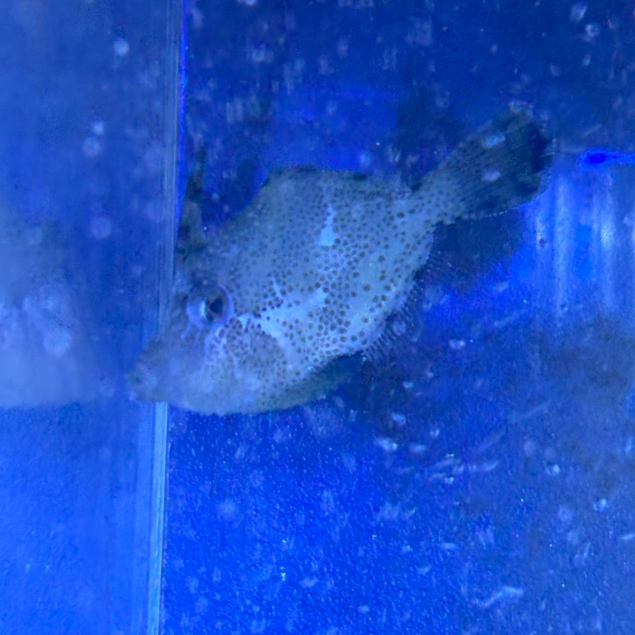 モロコシハギ