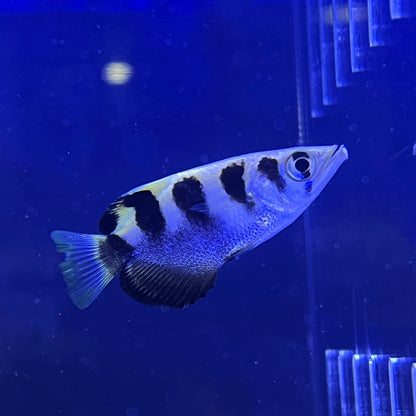 テッポウウオ