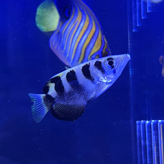 テッポウウオ