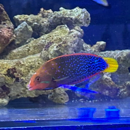 ツユベラ