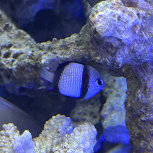 フタスジリュウキュウスズネダイ