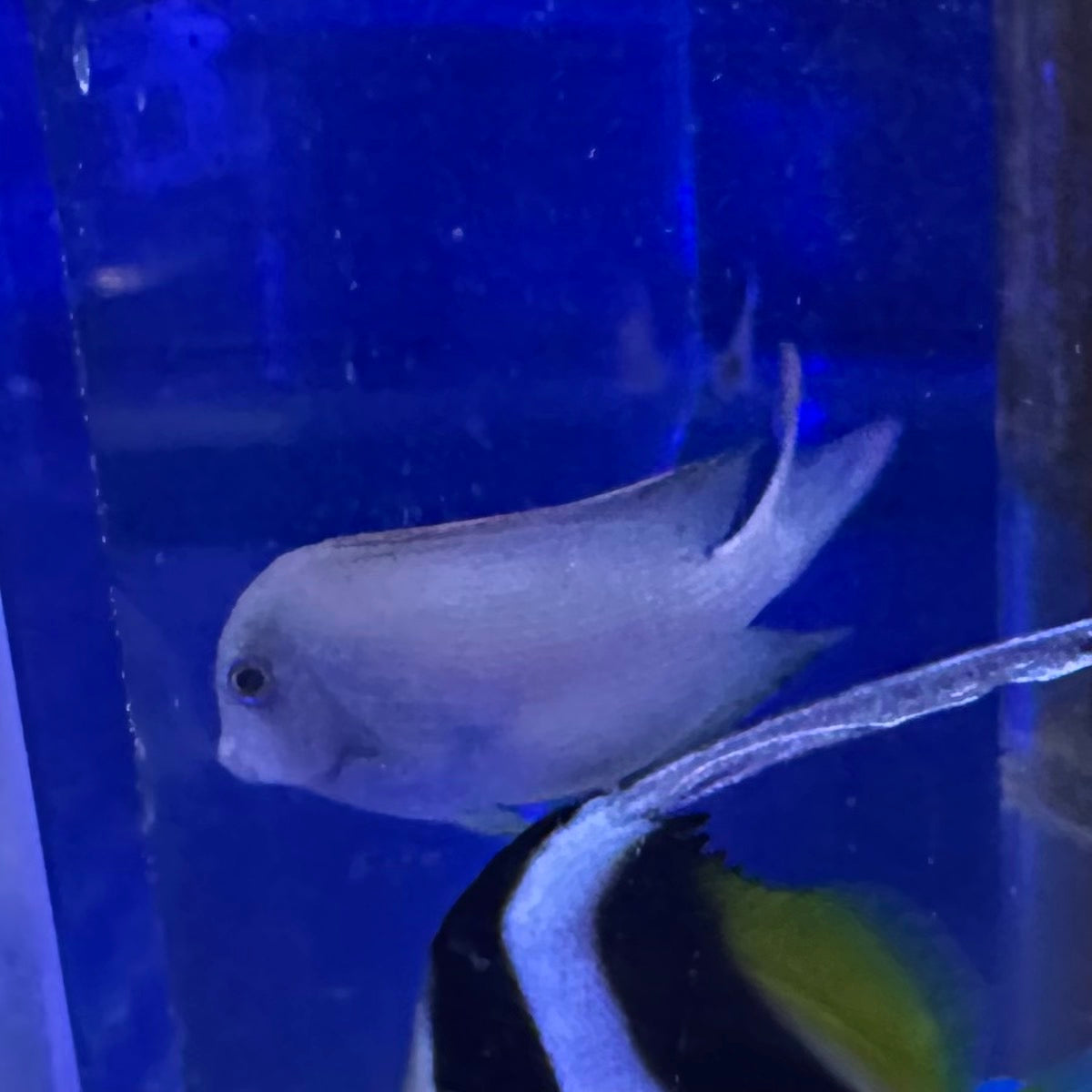サザナミハギ