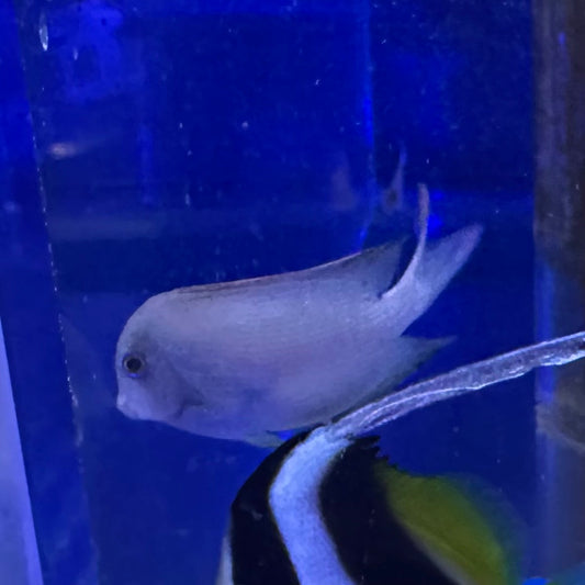 サザナミハギ