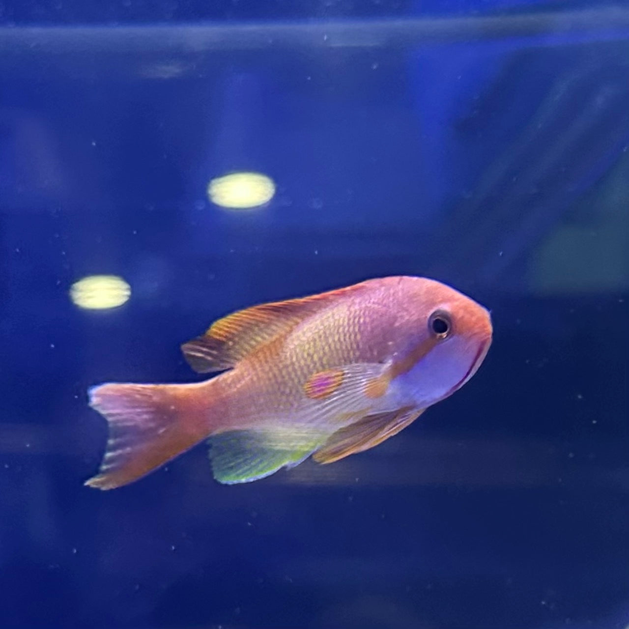 インドキンギョハナダイオス