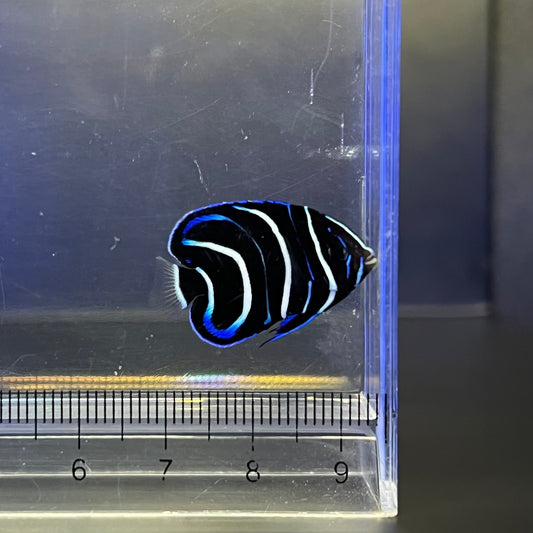 サザナミヤッコ幼魚