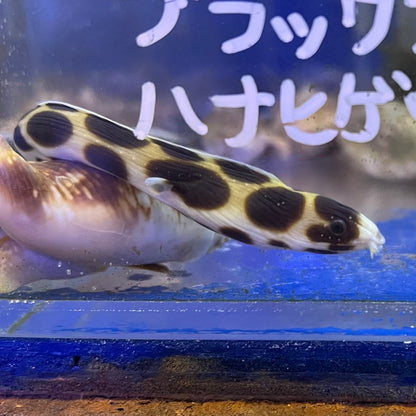 モヨウモンガラドウシ