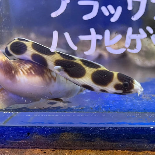 モヨウモンガラドウシ