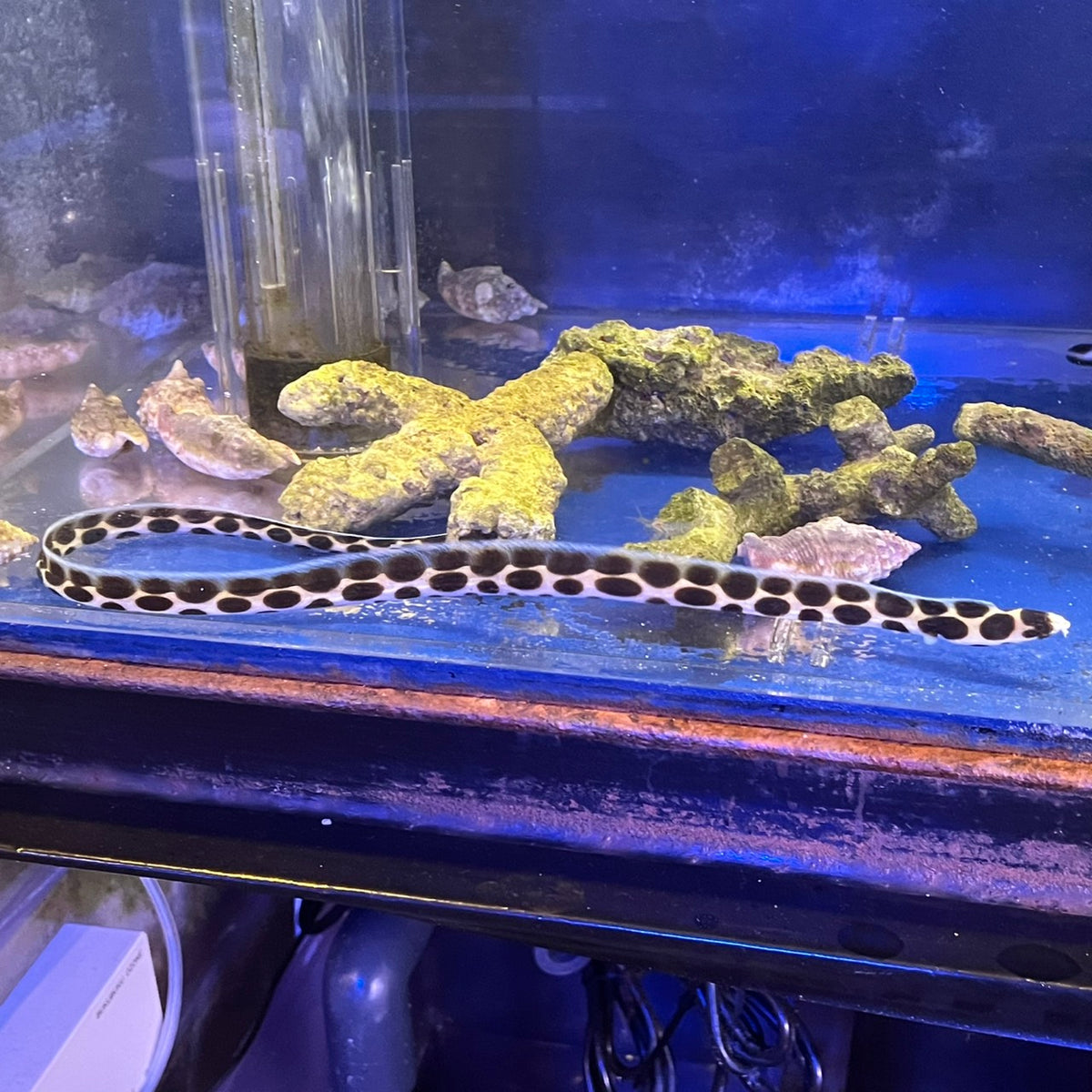 モヨウモンガラドウシ