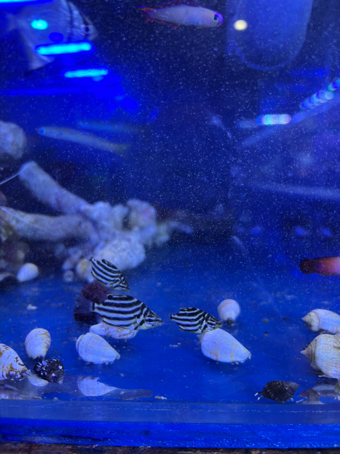 FISH UP | 大阪府柏原市の海水魚・珊瑚の専門店