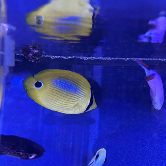 スミツキトノサマダイ