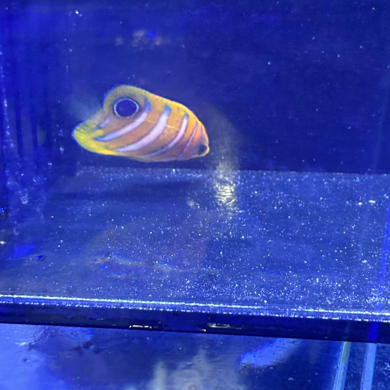 ニシキヤッコA