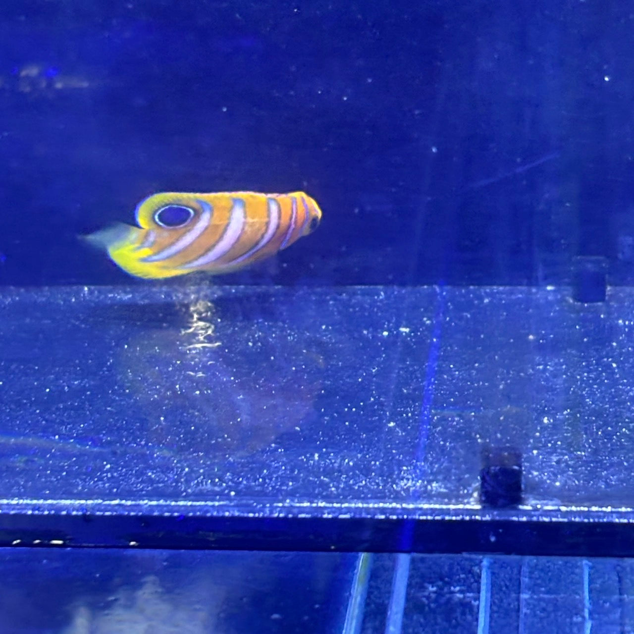 ニシキヤッコA