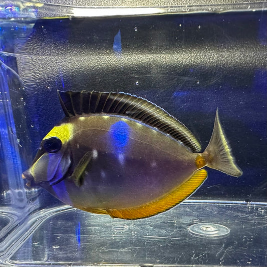 ミヤコテングハギ