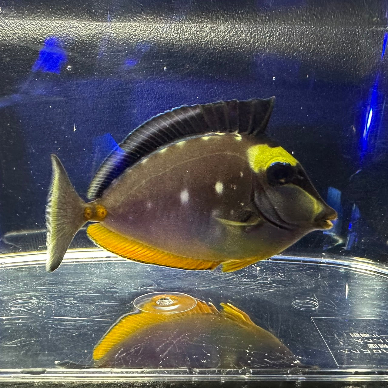 ミヤコテングハギ