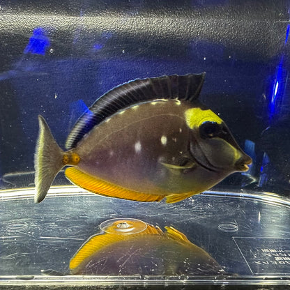 ミヤコテングハギ