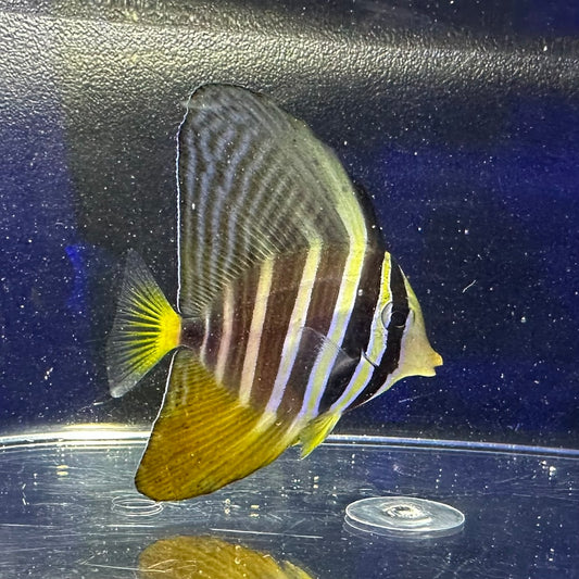 セルフィンタン