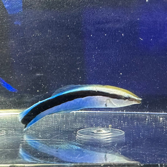 ホンソメワケベラ