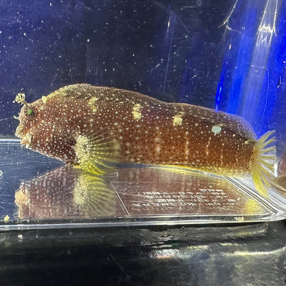 スターリーブレニー