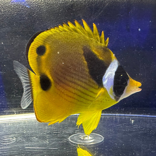 チョウハン