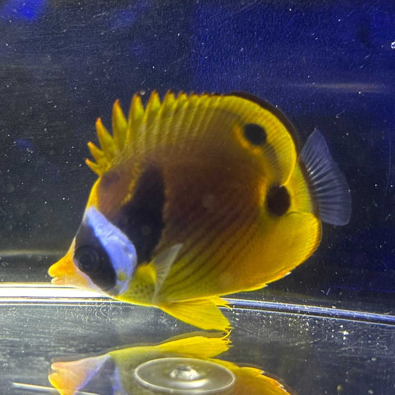 チョウハン
