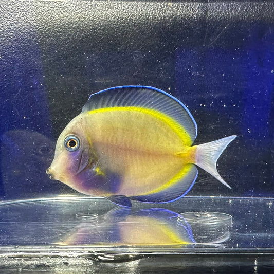 ナミダクロハギ