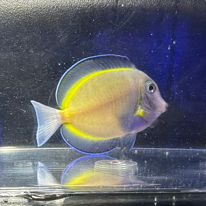 ナミダクロハギ