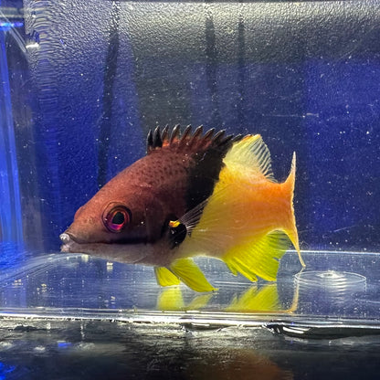 ケサガケベラ