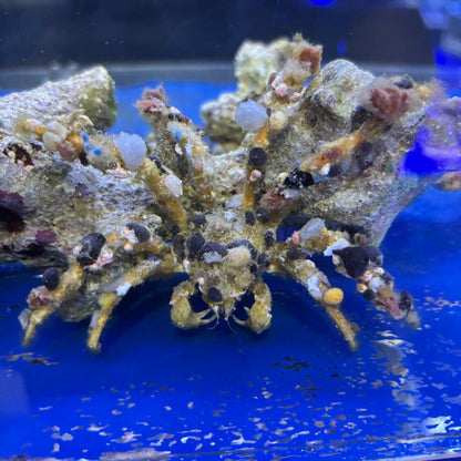 モクズショイ