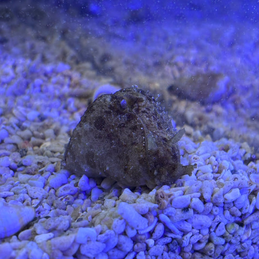 タツナミガイ