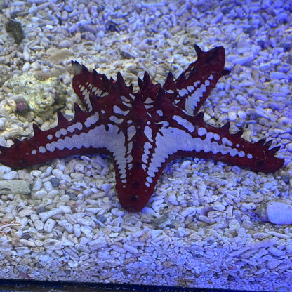 コブヒトデレッド