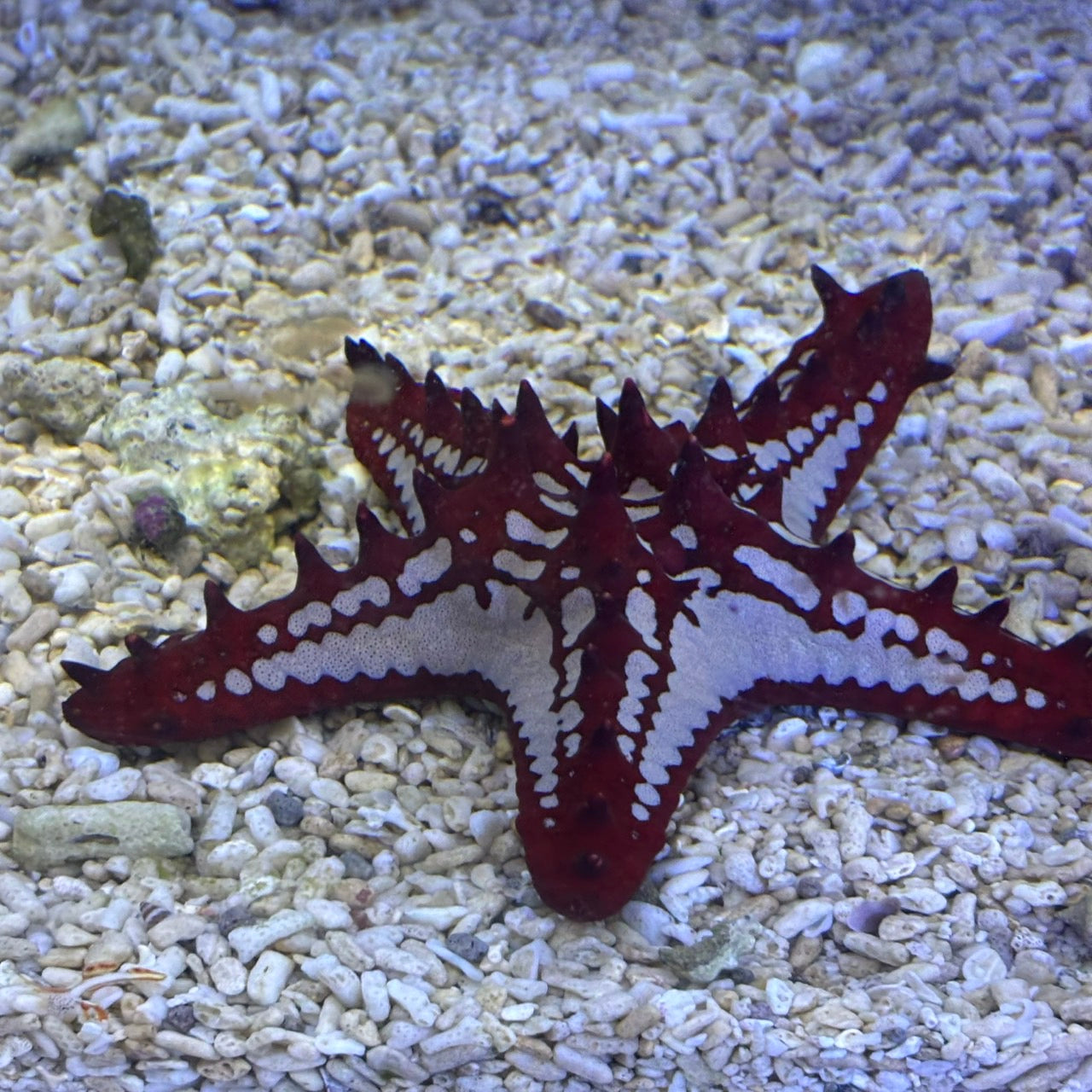 コブヒトデレッド