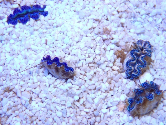 沖縄産ヒメシャコガイSSSサイズ